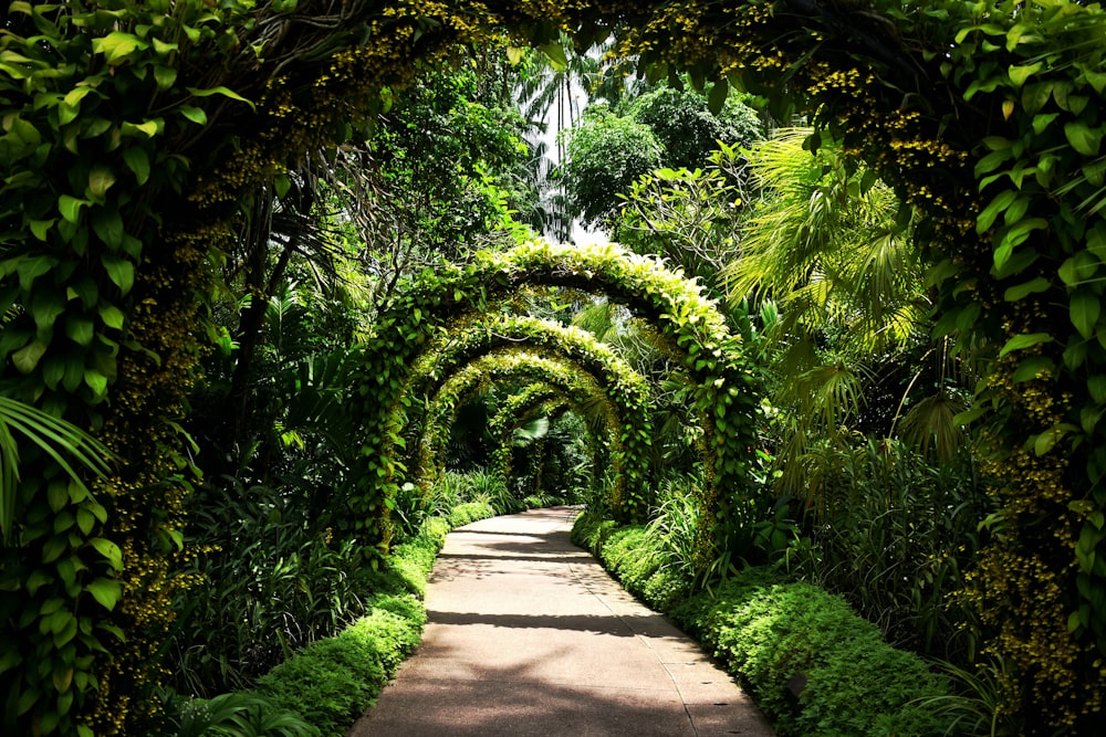 a path through a forest