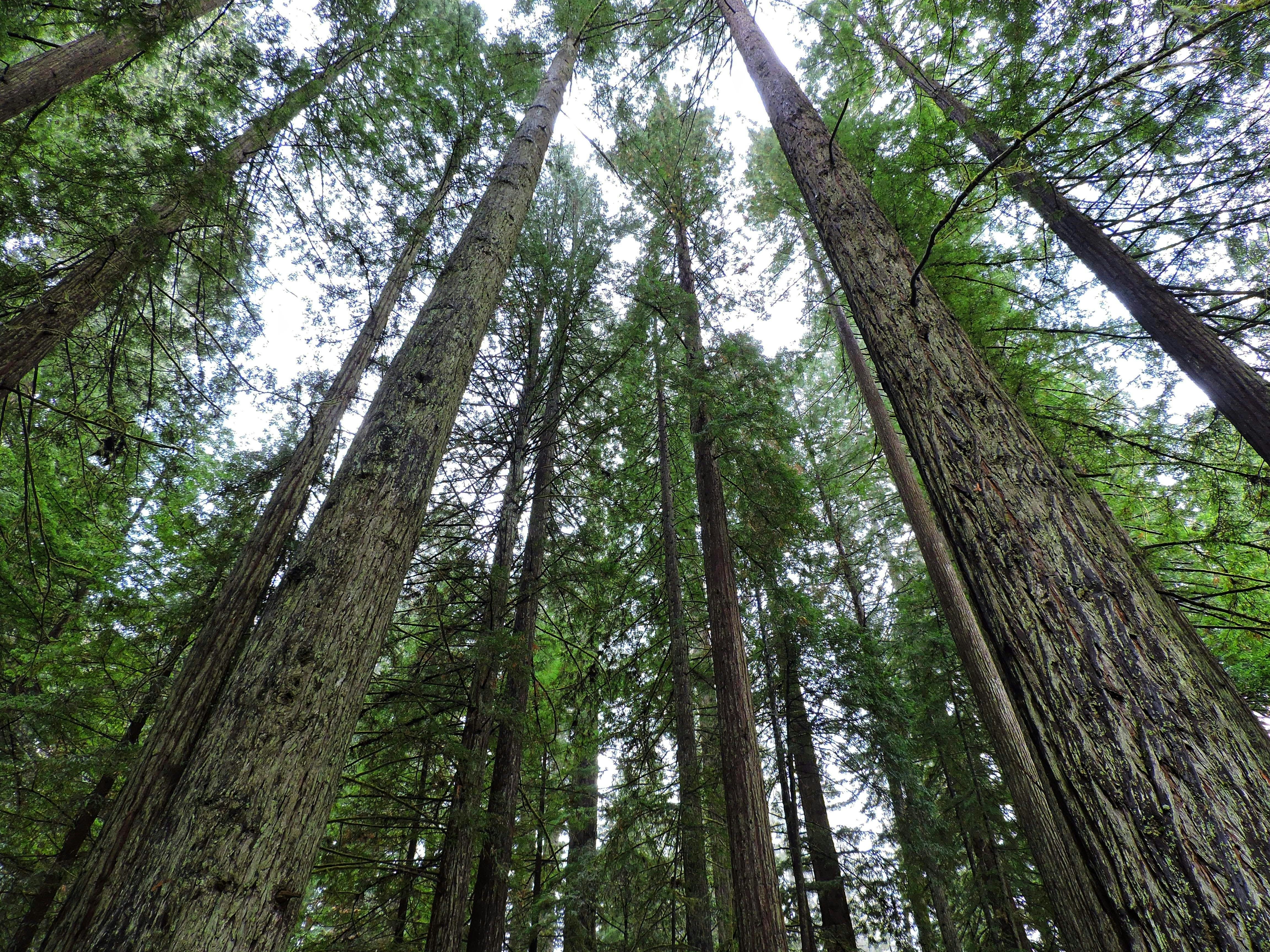 a group of trees