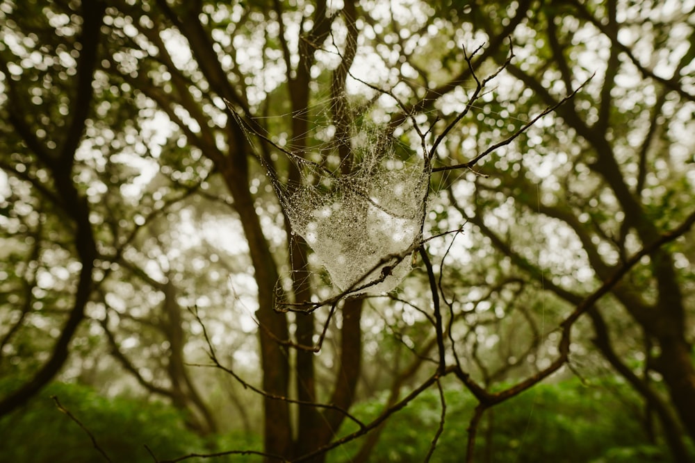 a spider web in a tree