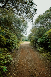 a dirt road surrounded by trees