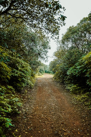a dirt road surrounded by trees