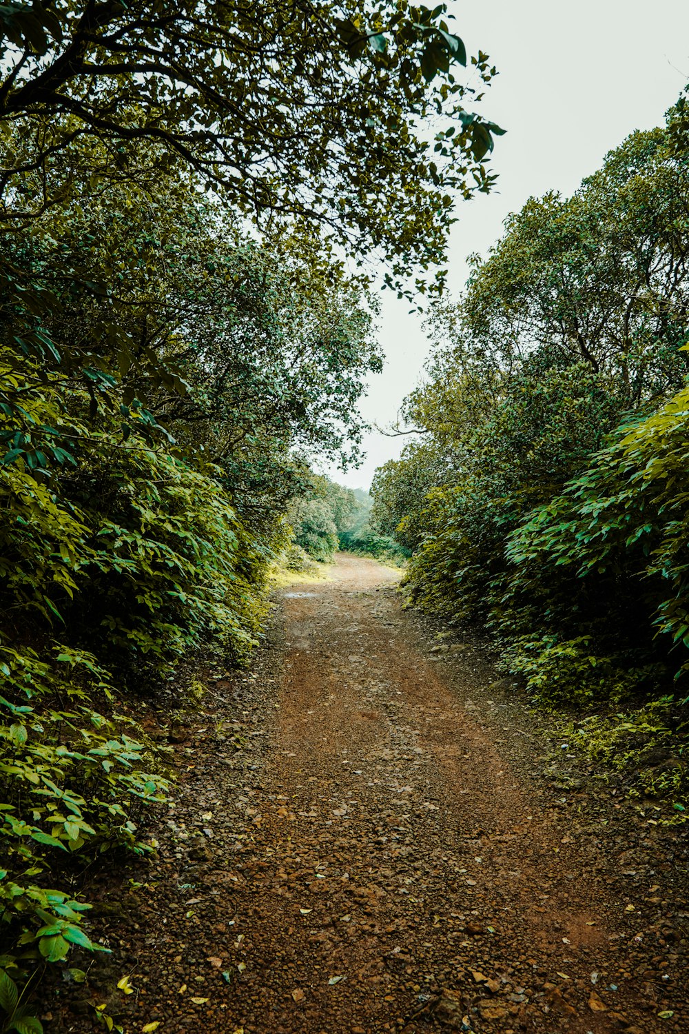 a dirt road surrounded by trees