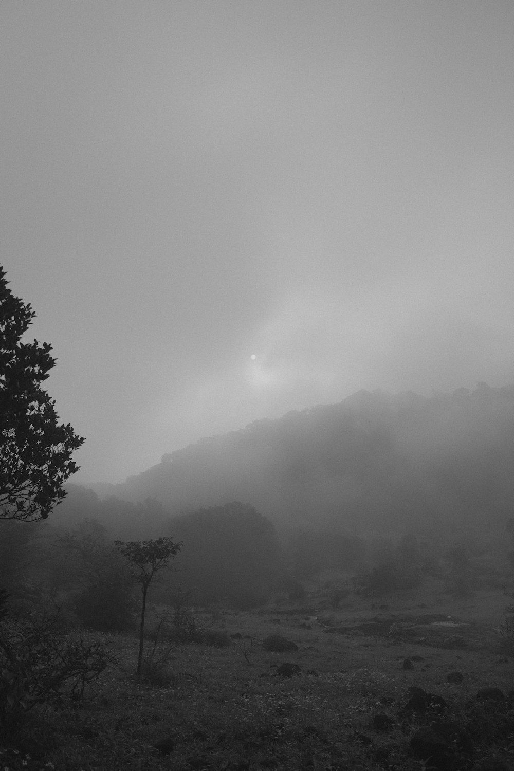 a foggy field with trees