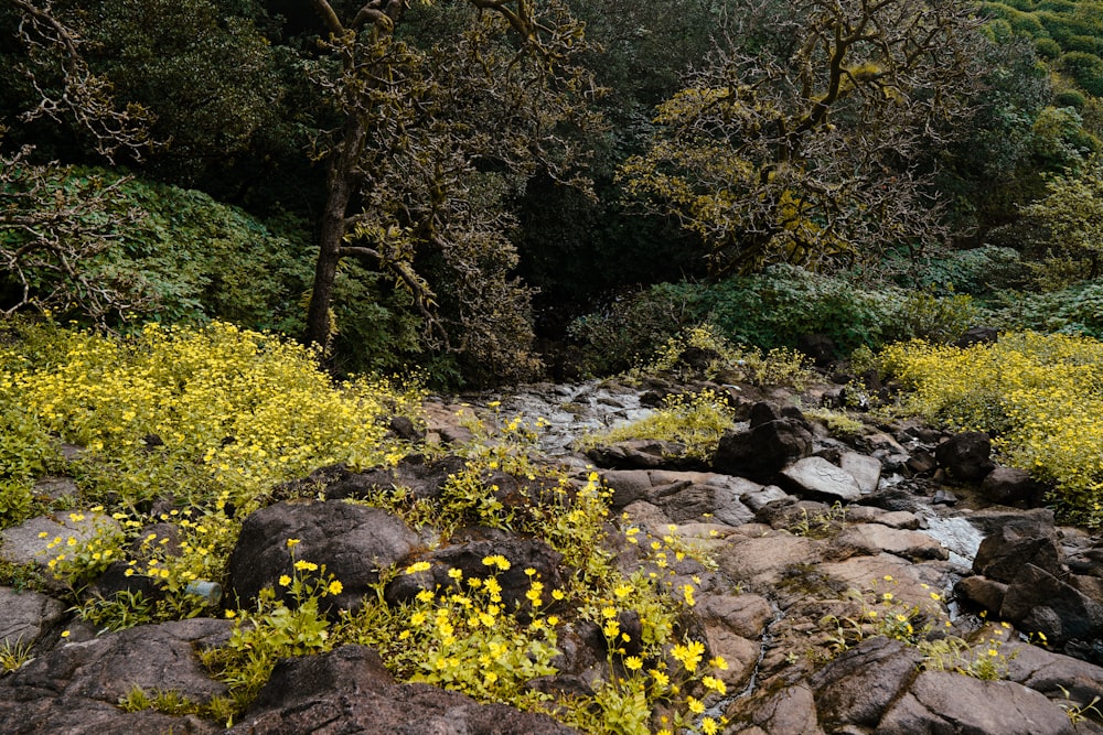 a stream with yellow flowers