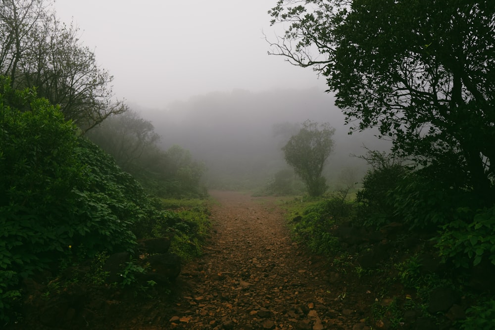 a dirt path through a foggy forest