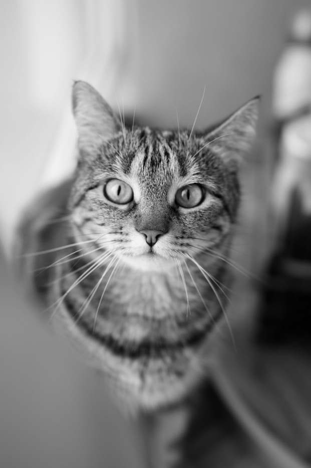 a cat with a human face