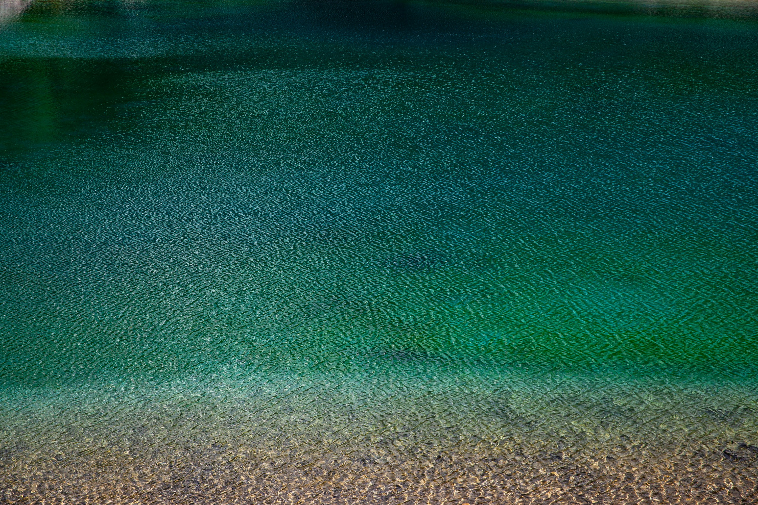 a body of water with green algae