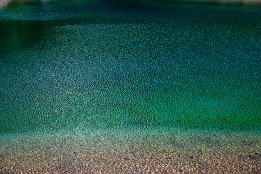 Un cuerpo de agua con algas verdes