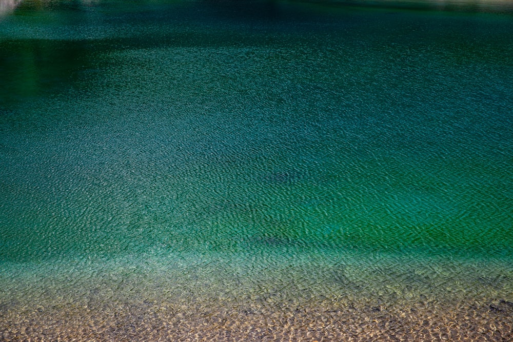 a body of water with green algae