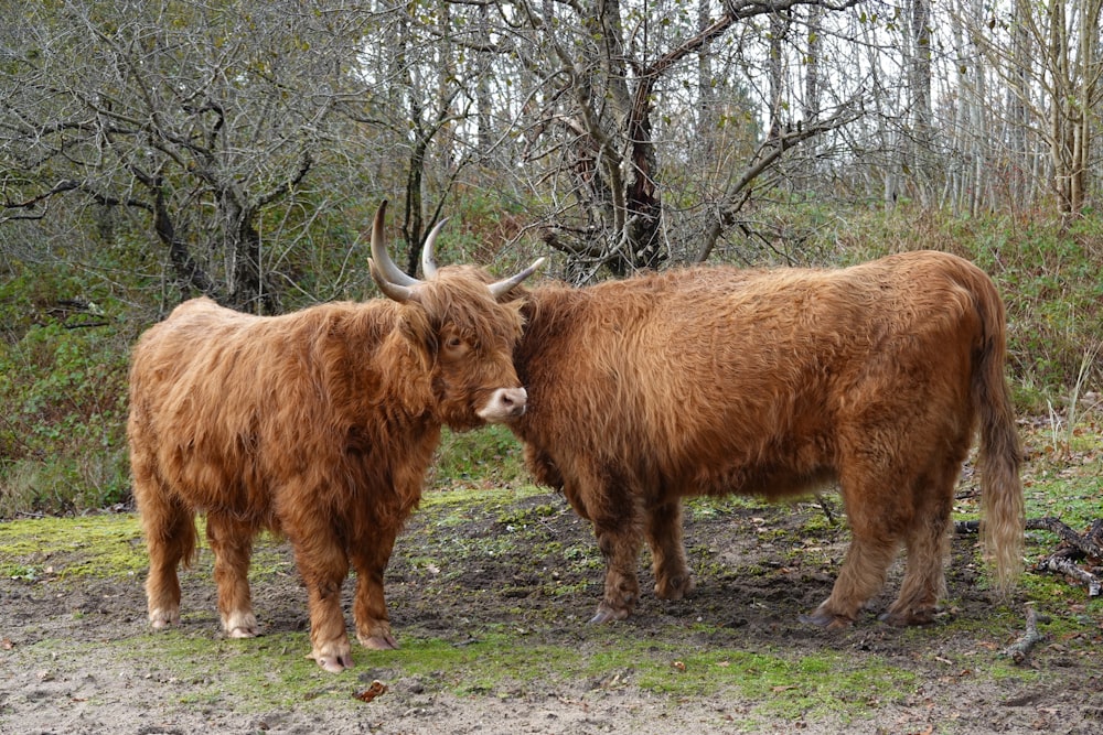 a couple of yaks standing in a field