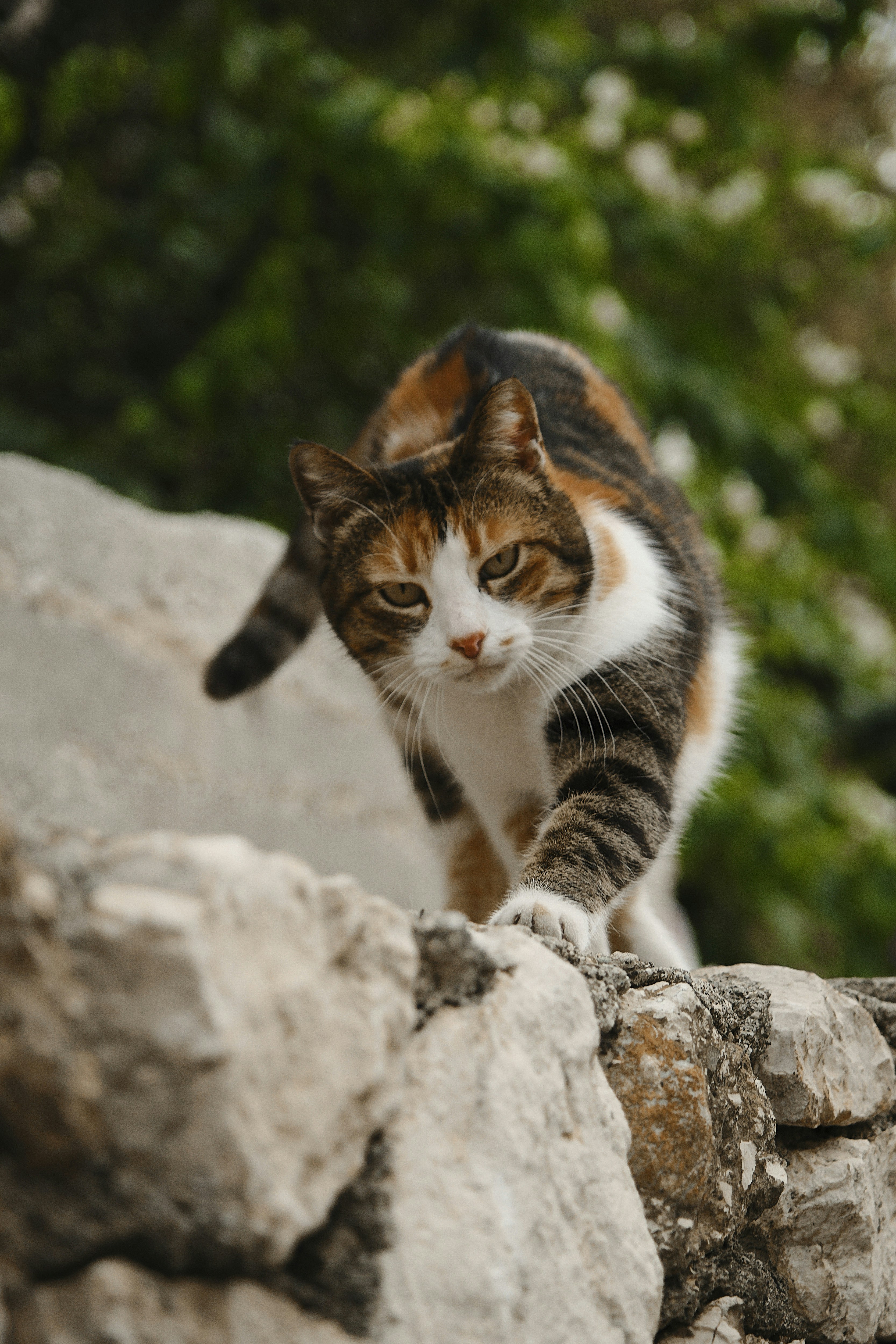 9 Cat Wall Bridges Padding Options to Prevent Slips