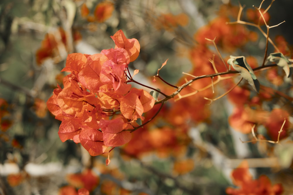 a close up of a tree branch