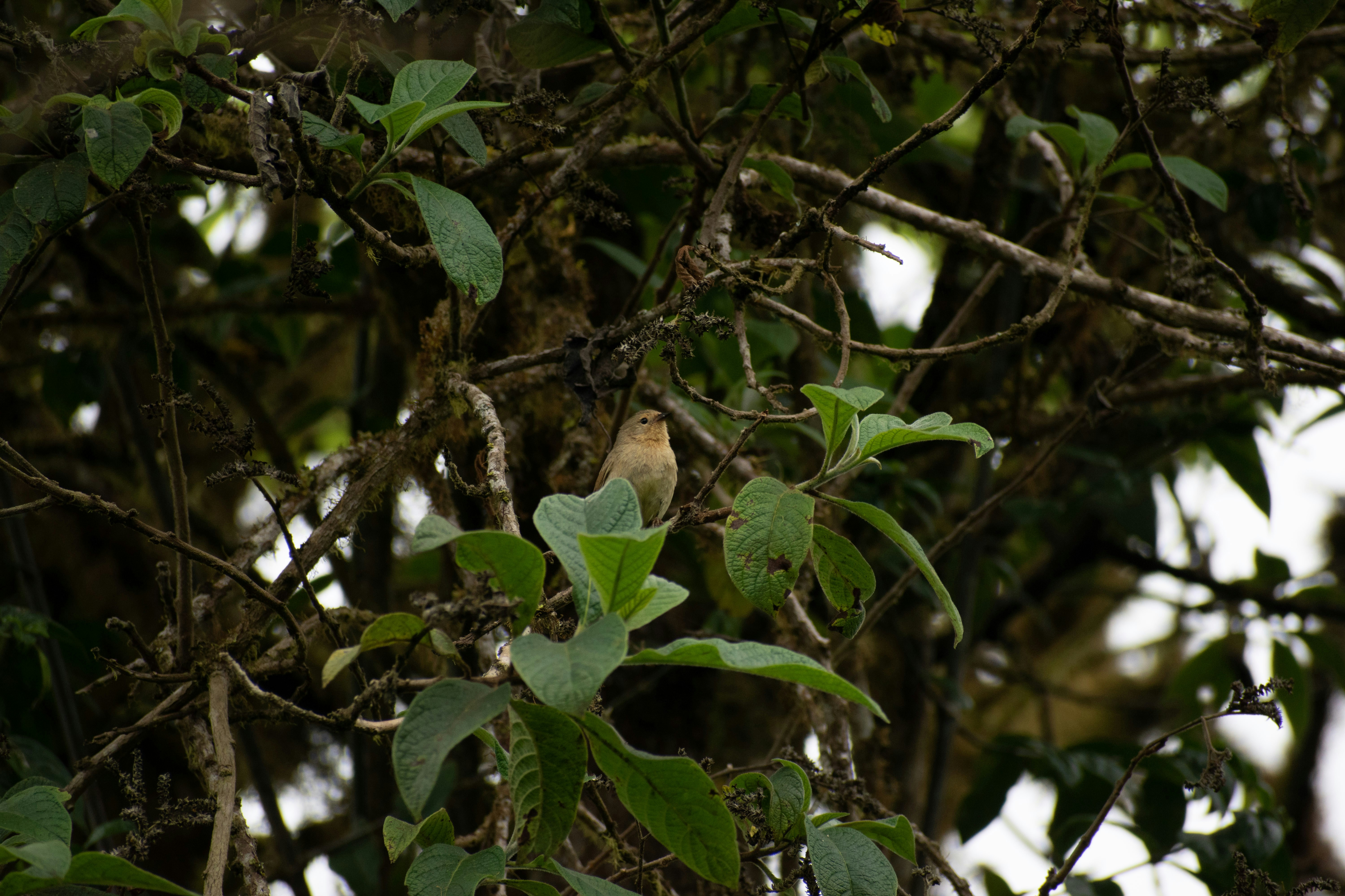 Un pájaro sentado en la rama de un árbol