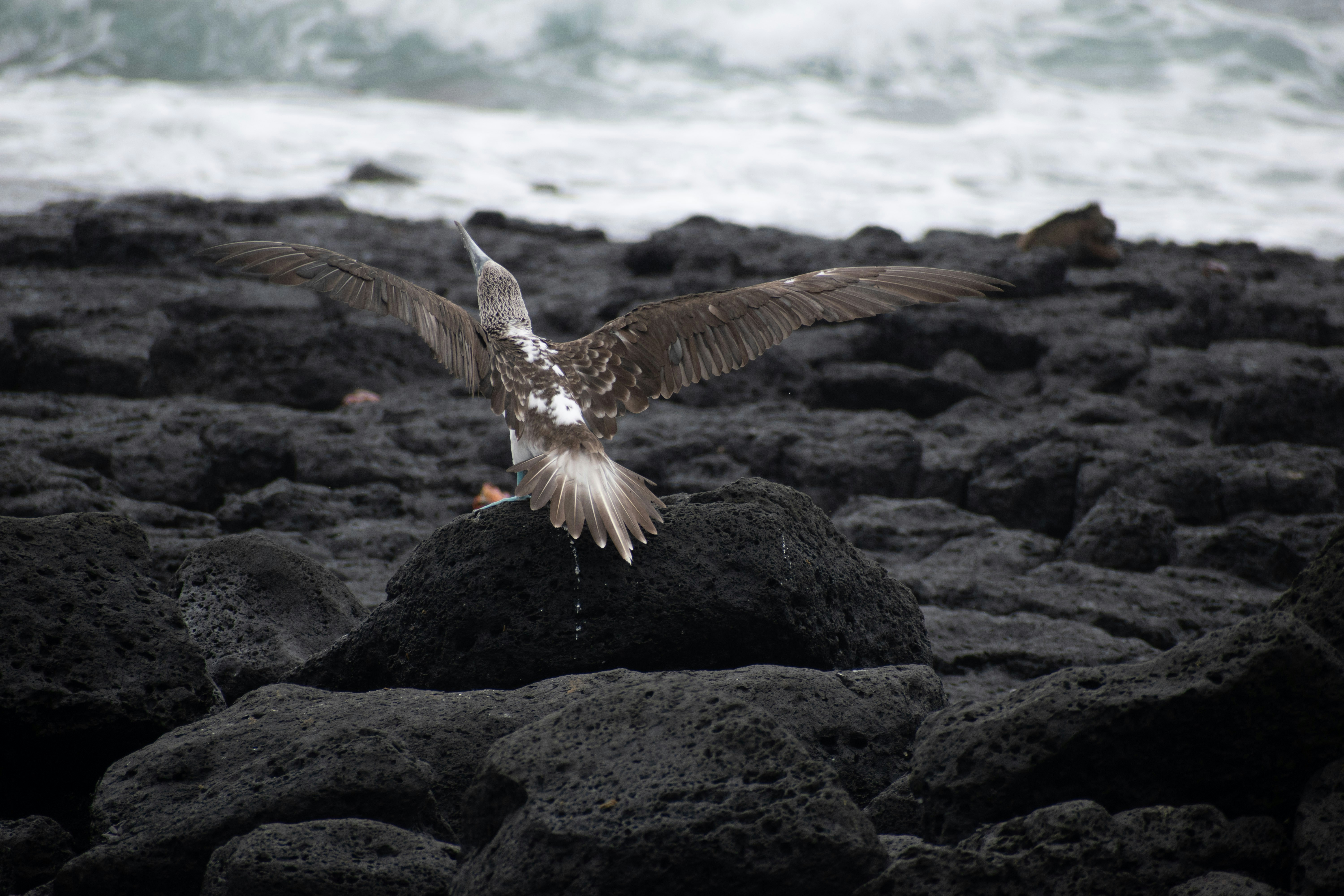 A bird flying over rocks photo – Free Galapagos island Image on Unsplash