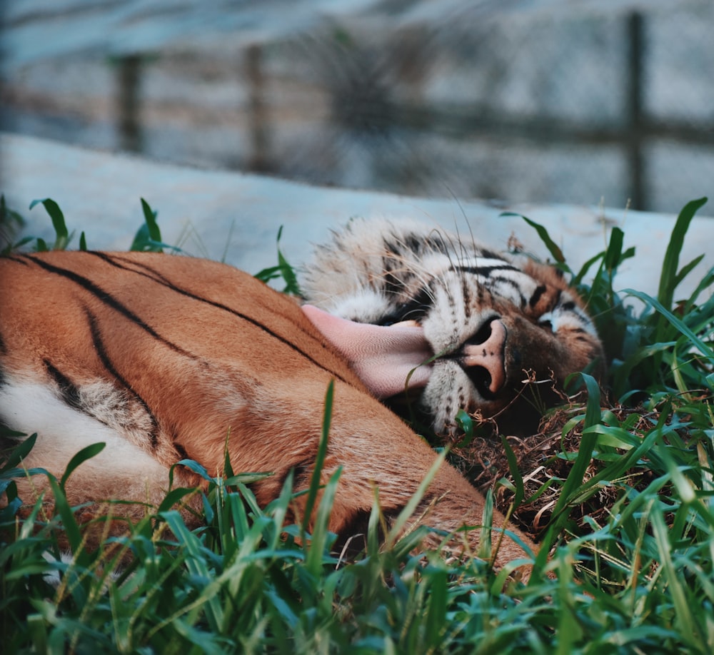 a tiger lying in the grass
