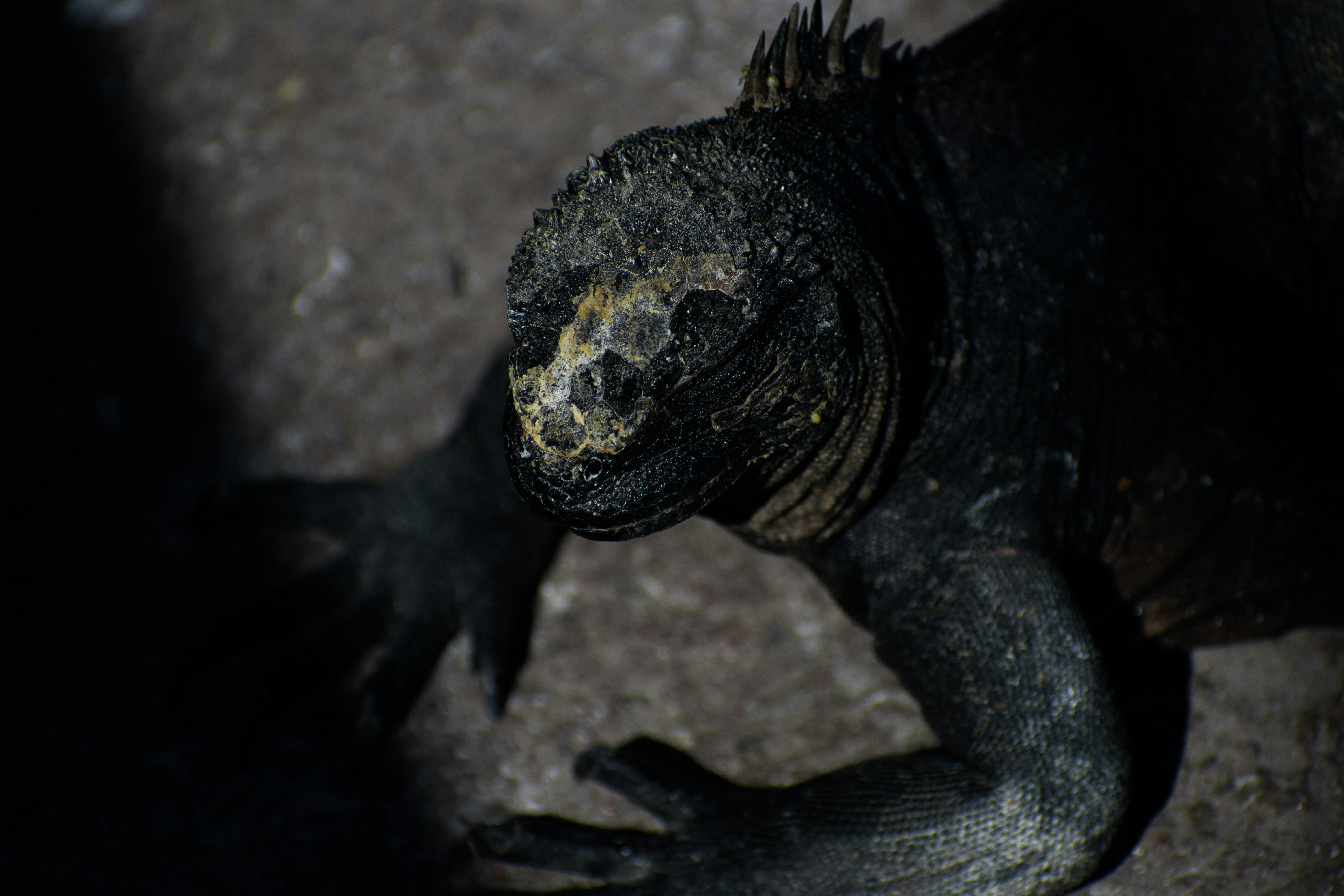 A lizard on a rock photo – Free Animal Image on Unsplash