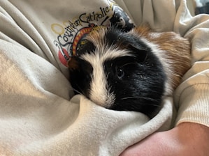 A guinea pig with a mix of black, white, and brown fur is nestled comfortably in a cozy lap. The person is wearing a light gray sweatshirt with a colorful design on the chest. The guinea pig appears calm and relaxed, its fur standing out against the soft fabric of the clothing.