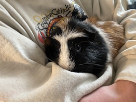 A guinea pig with a mix of black, white, and brown fur is nestled comfortably in a cozy lap. The person is wearing a light gray sweatshirt with a colorful design on the chest. The guinea pig appears calm and relaxed, its fur standing out against the soft fabric of the clothing.