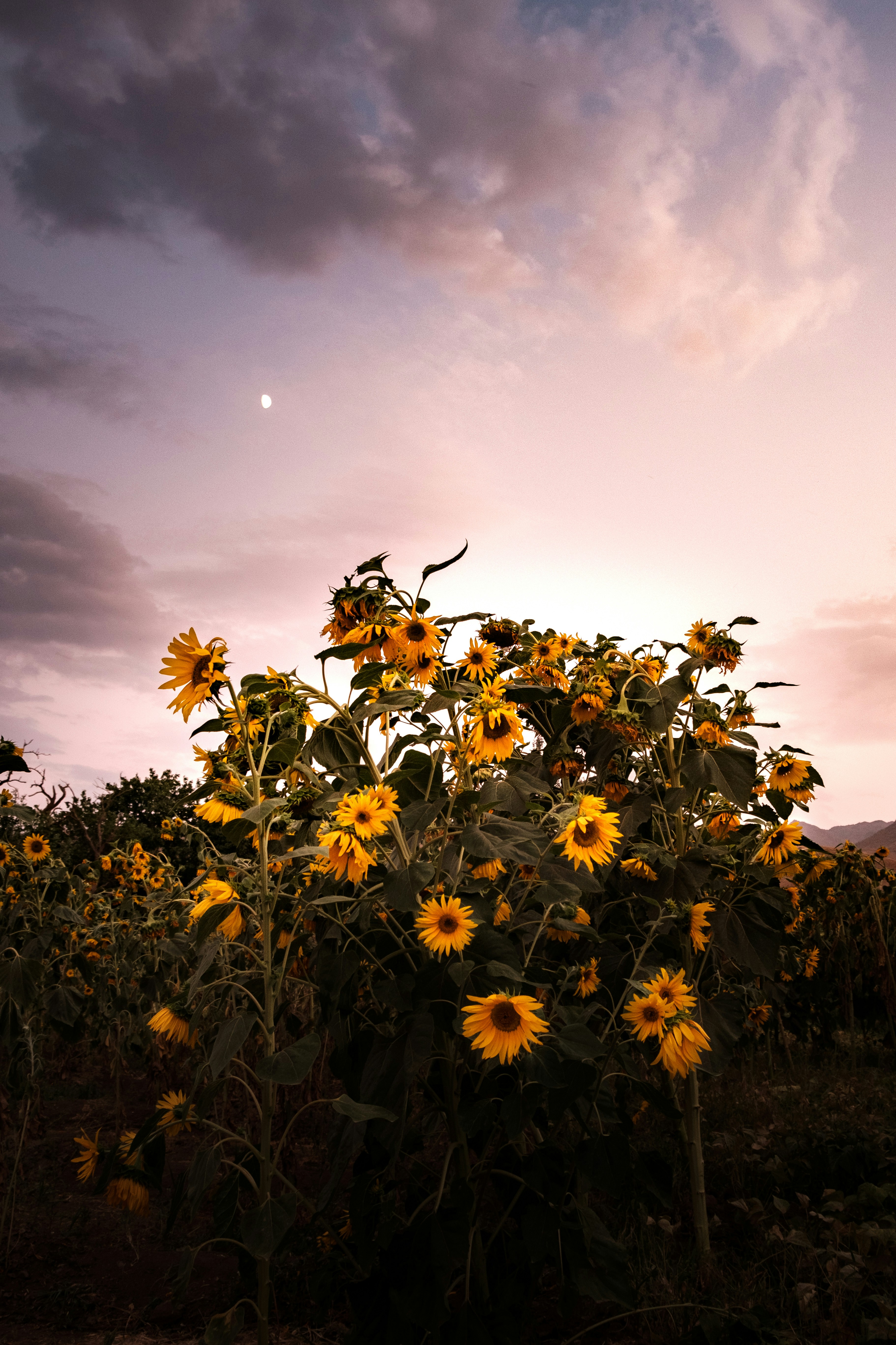 Laptop Wallpaper Sunflower Pictures | Download Free Images on Unsplash