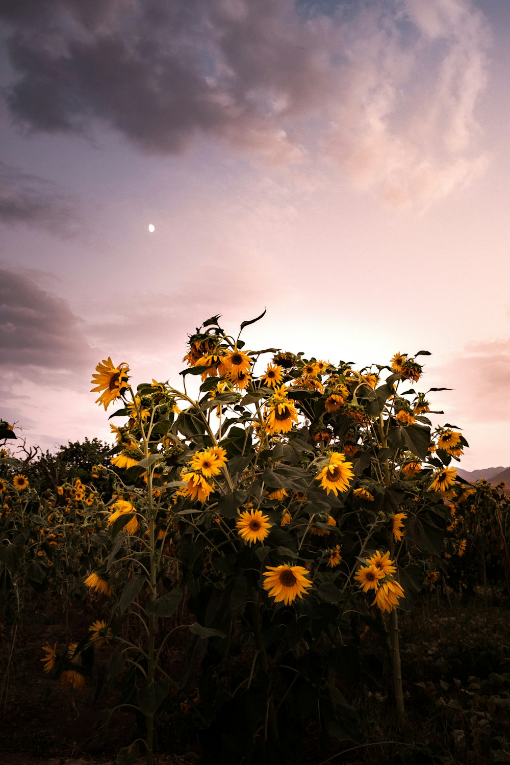 a field of yellow flowers