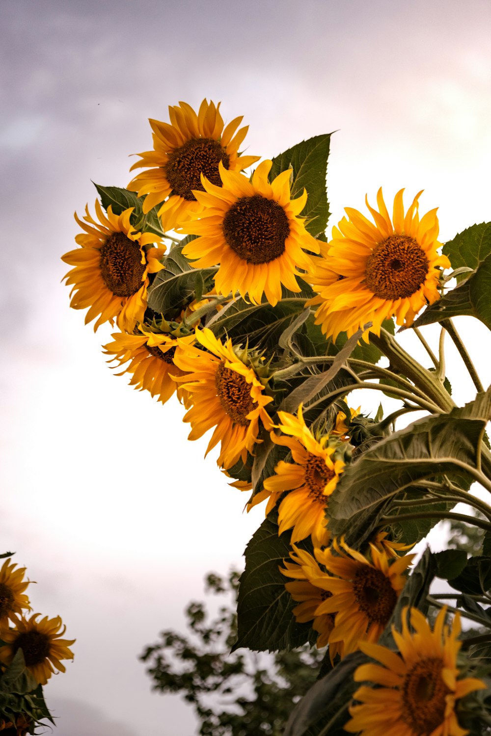 a group of sunflowers