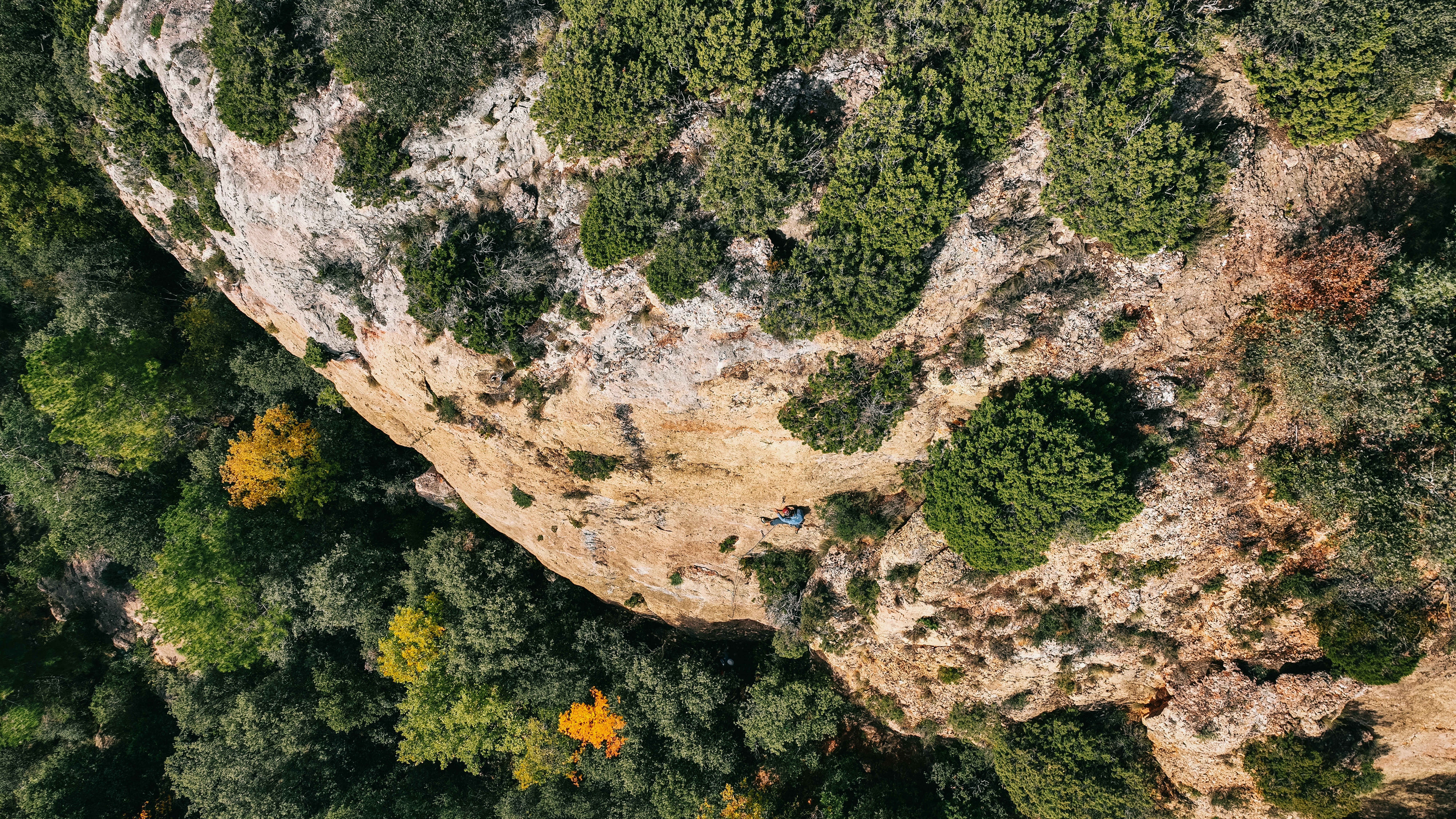a rocky area with plants