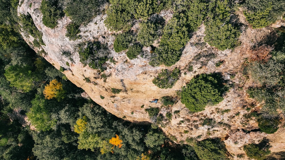 a rocky area with plants