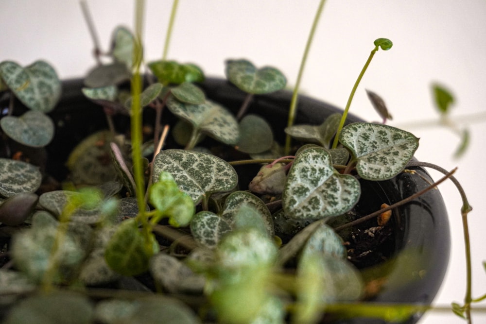 a plant with leaves