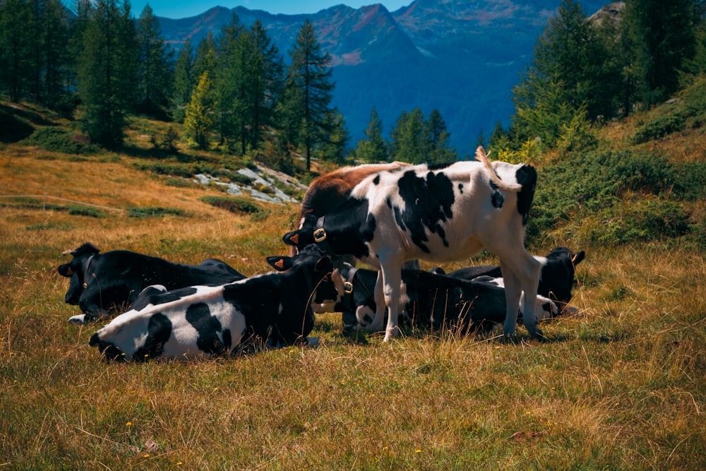 cows laying in a field