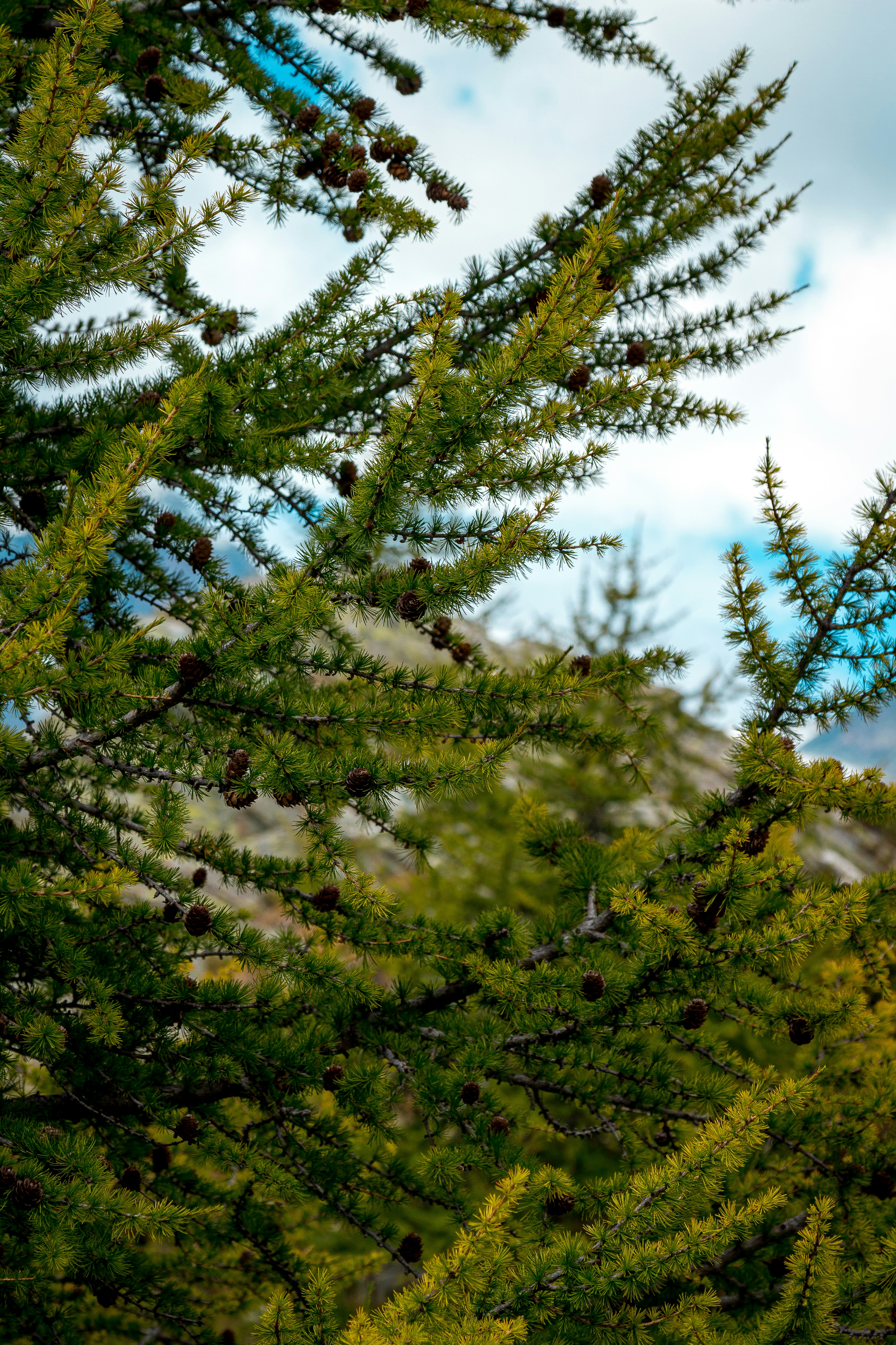 Photo by madcaplaughs