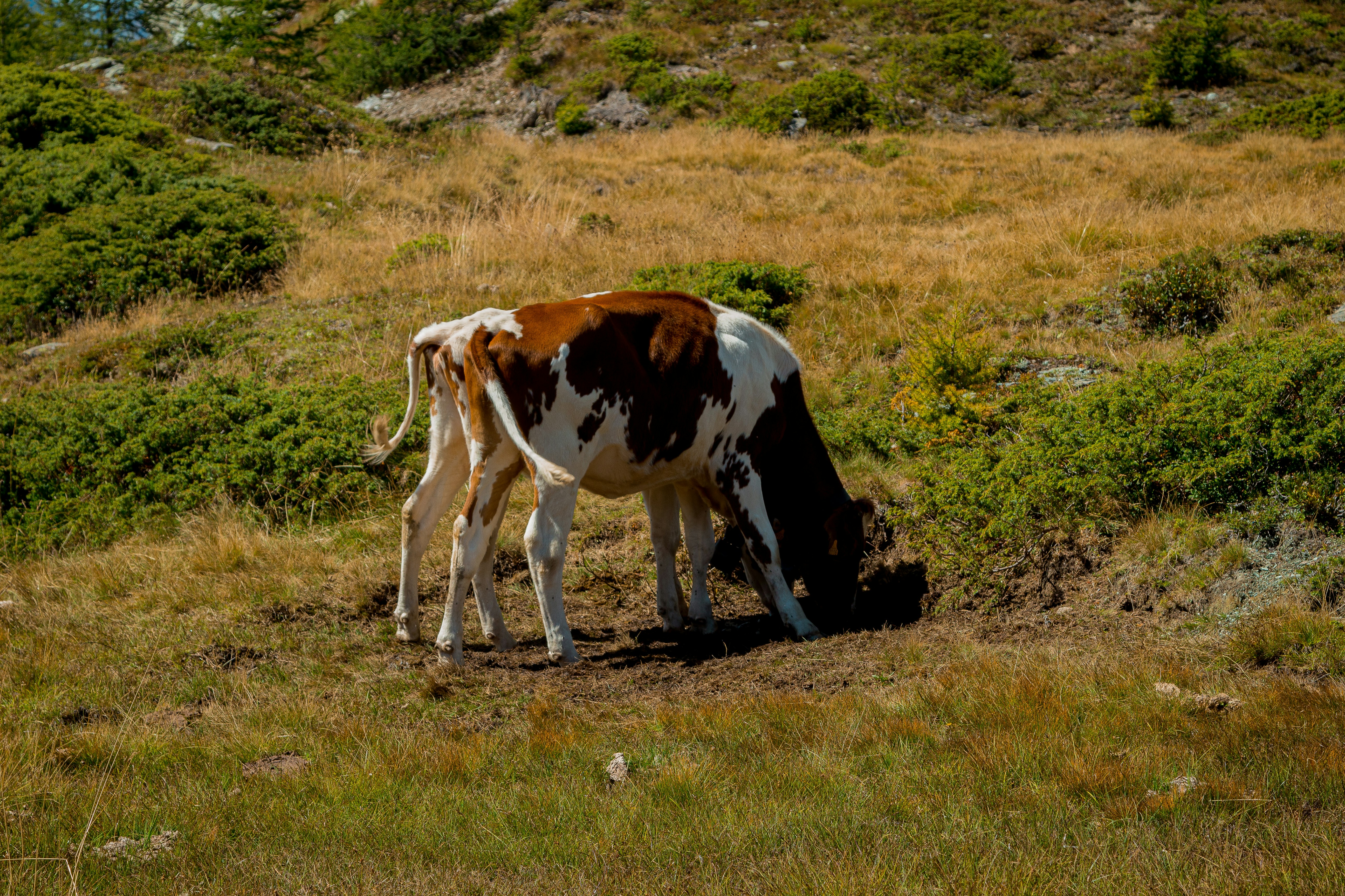 Photo by madcaplaughs