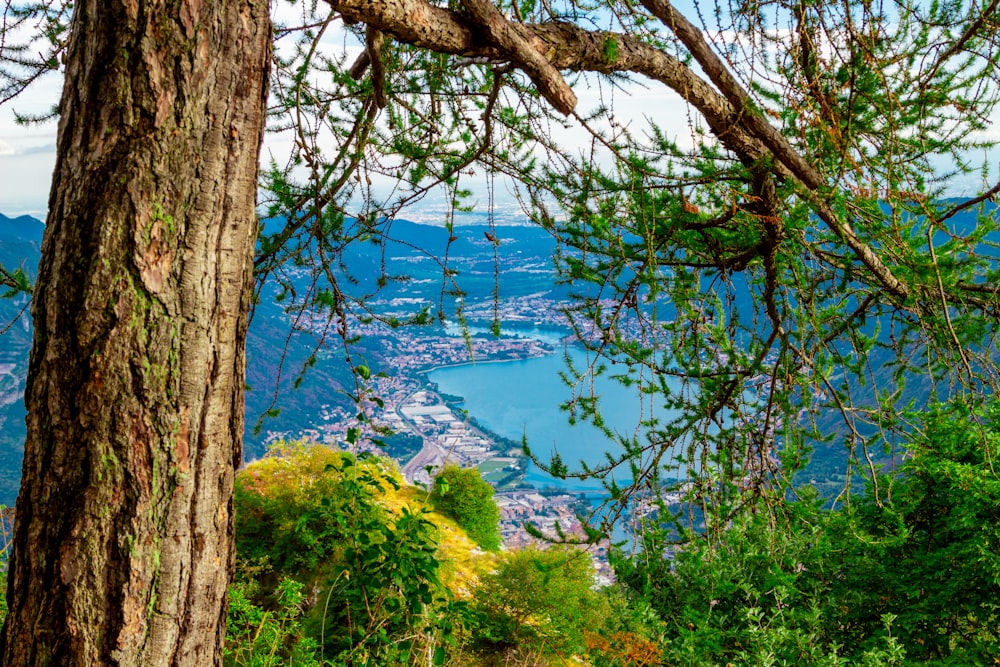 a tree with a body of water in the background