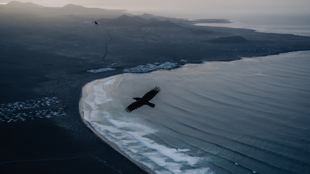 a bird flying over a body of water