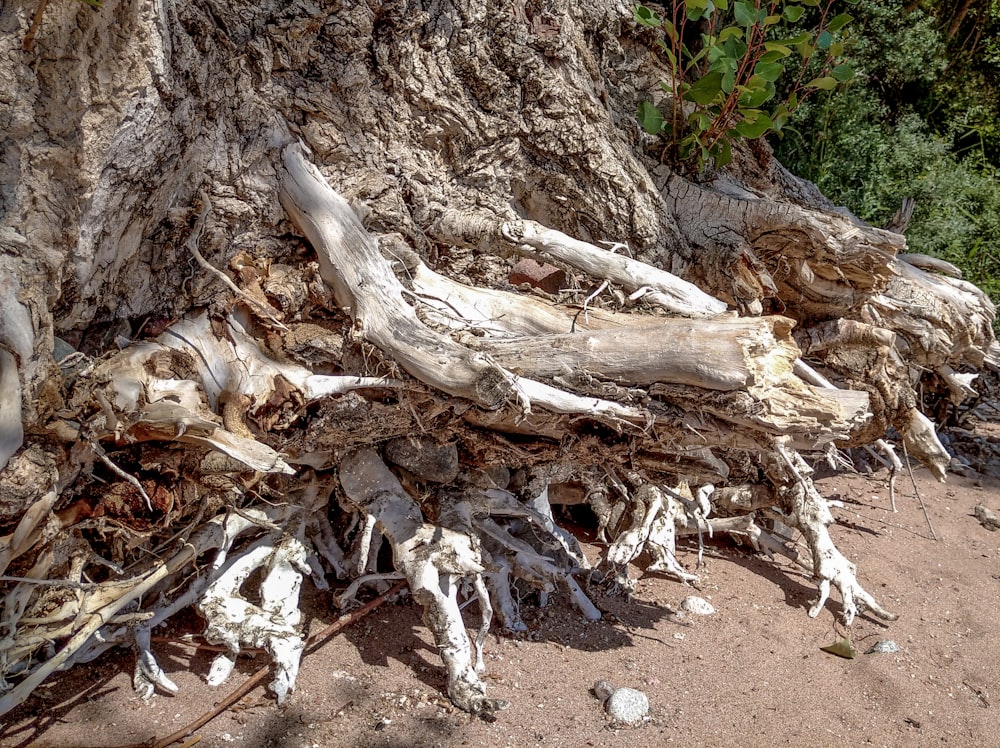 a tree trunk with many roots