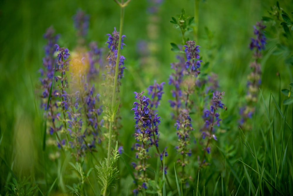 a close-up of some flowers