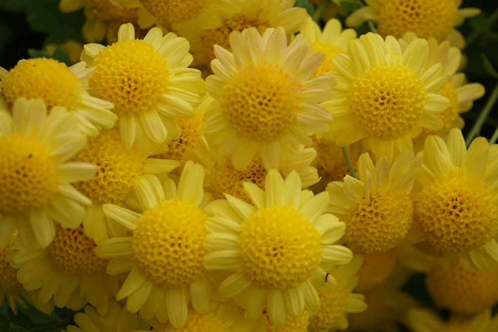 a group of yellow flowers