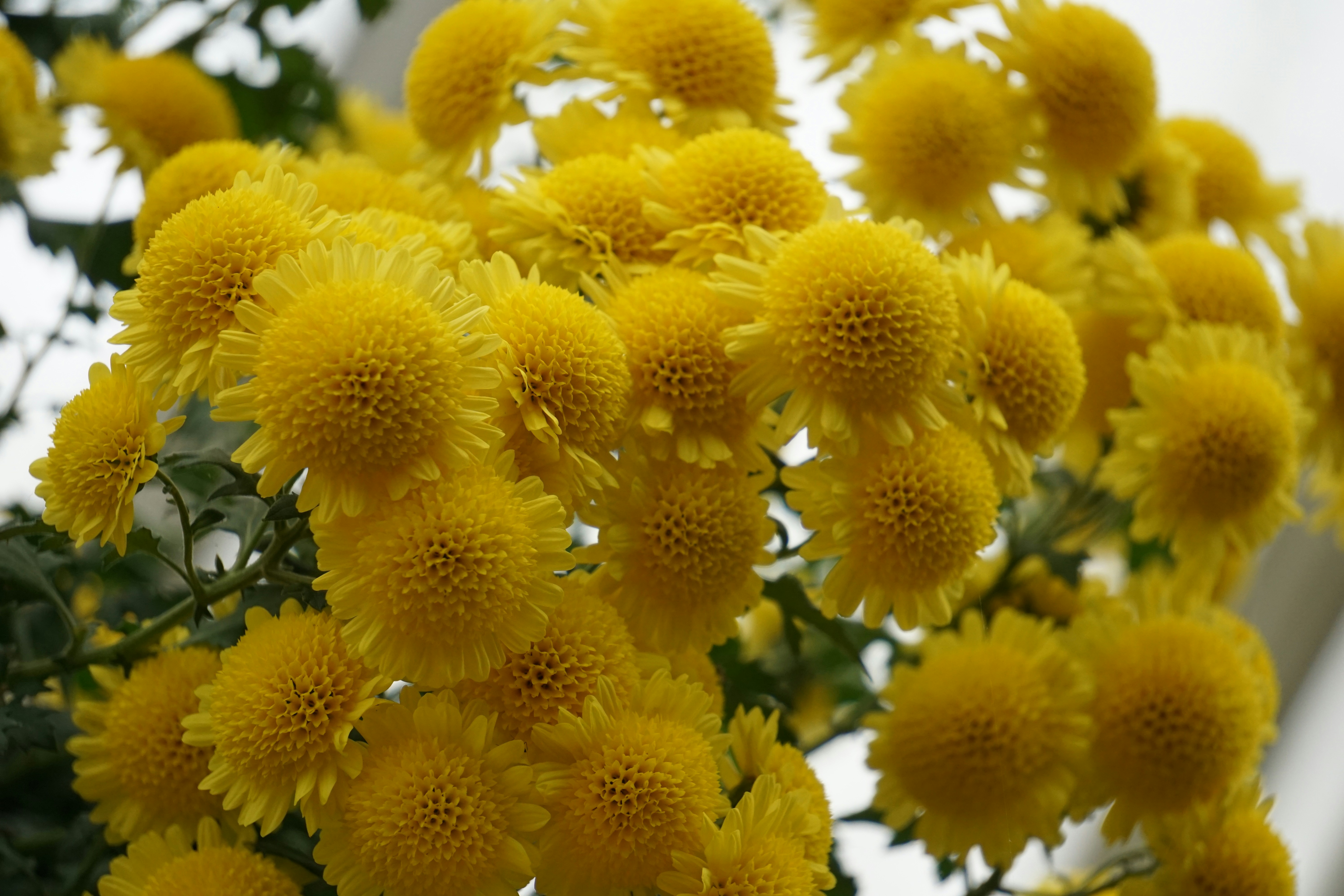 Photo by aravindreddytarugu