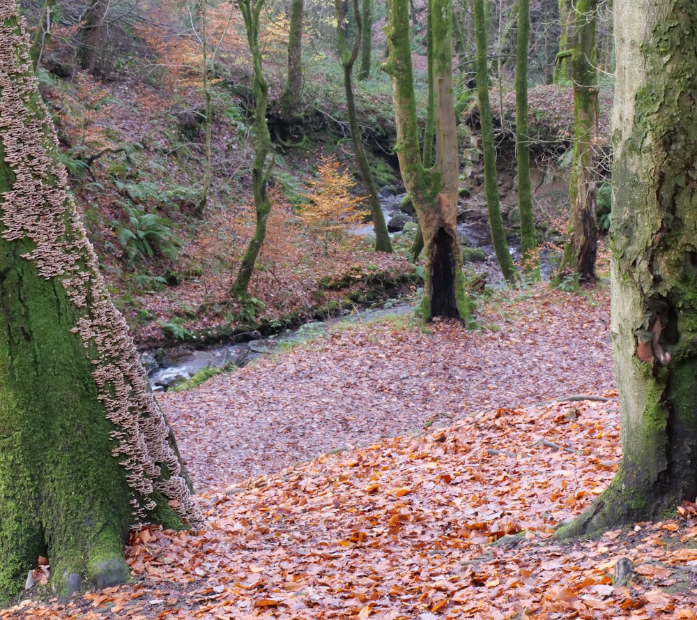 a path in the woods