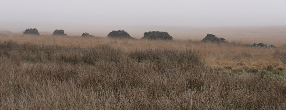 a field of brown grass with trees in the background