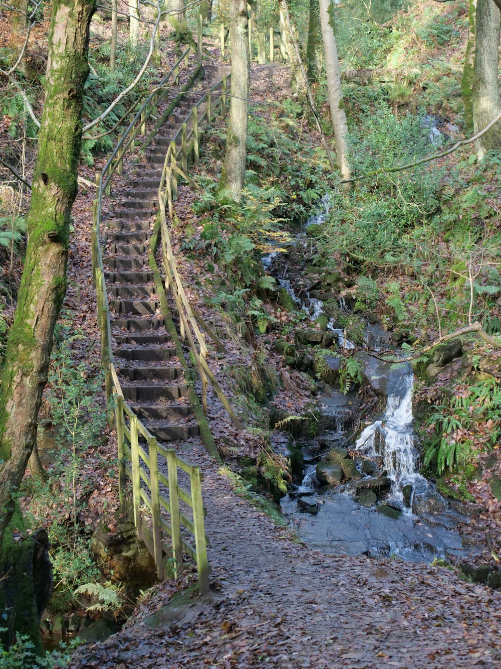 a train track in the woods