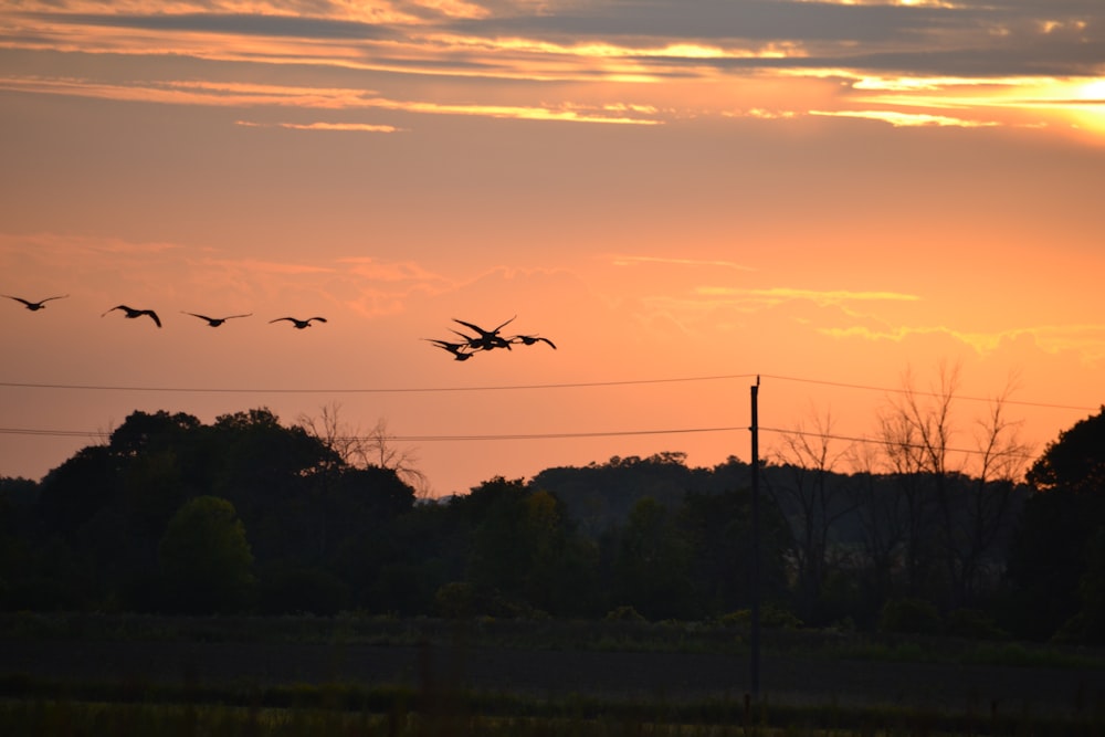 a group of birds flying in the sky