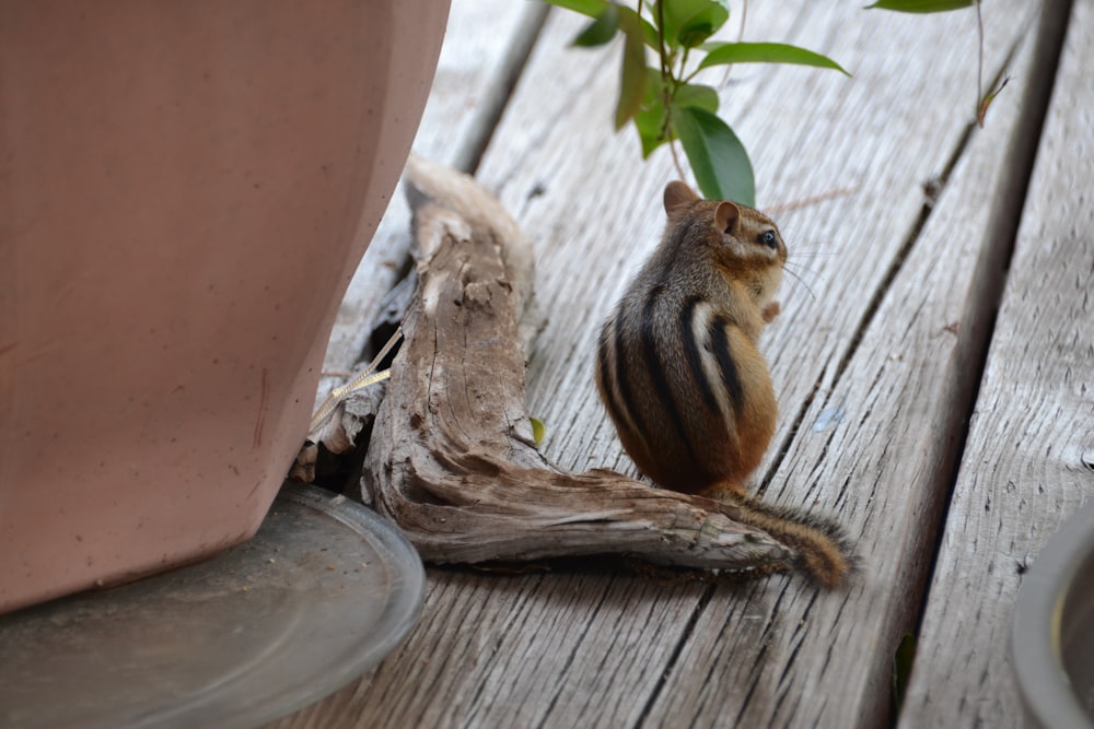 a squirrel sitting on a log