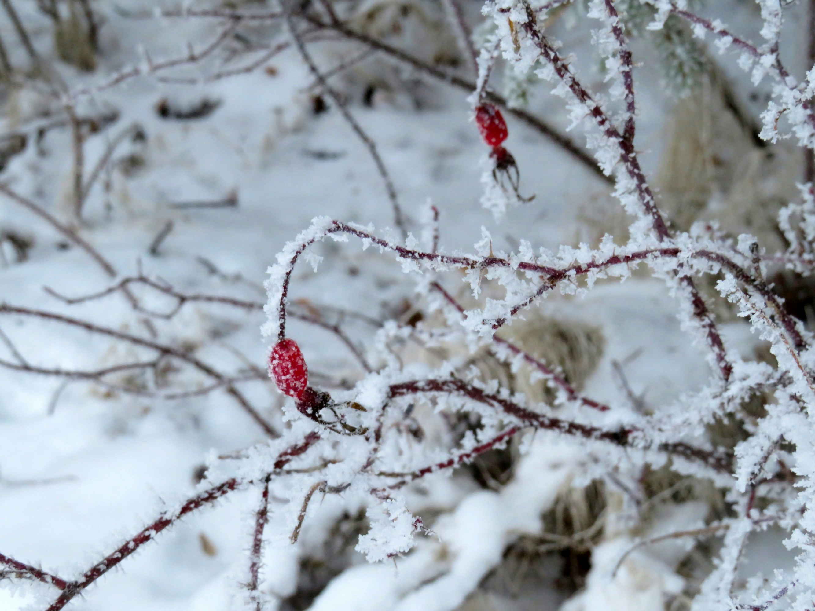 a tree with snow on it, 