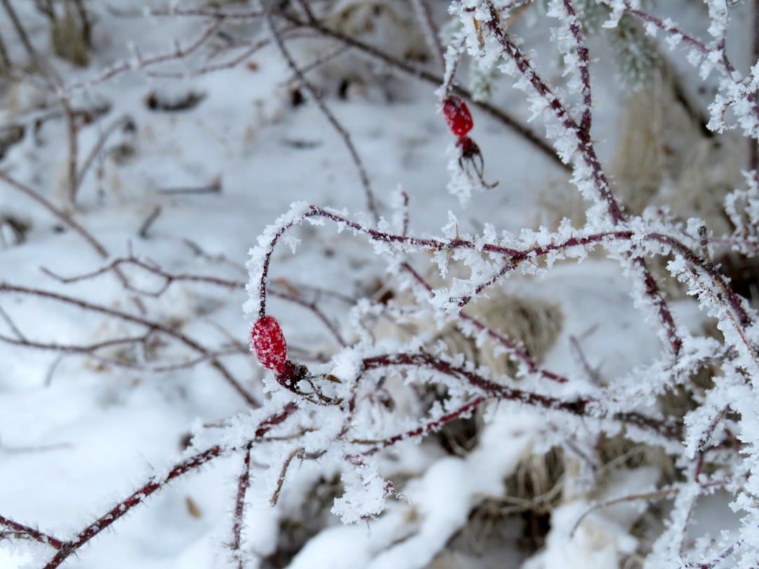 a tree with snow on it,