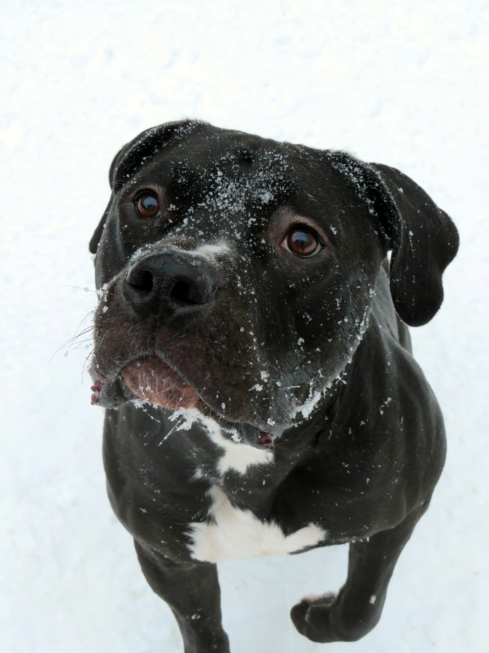 a black and white dog