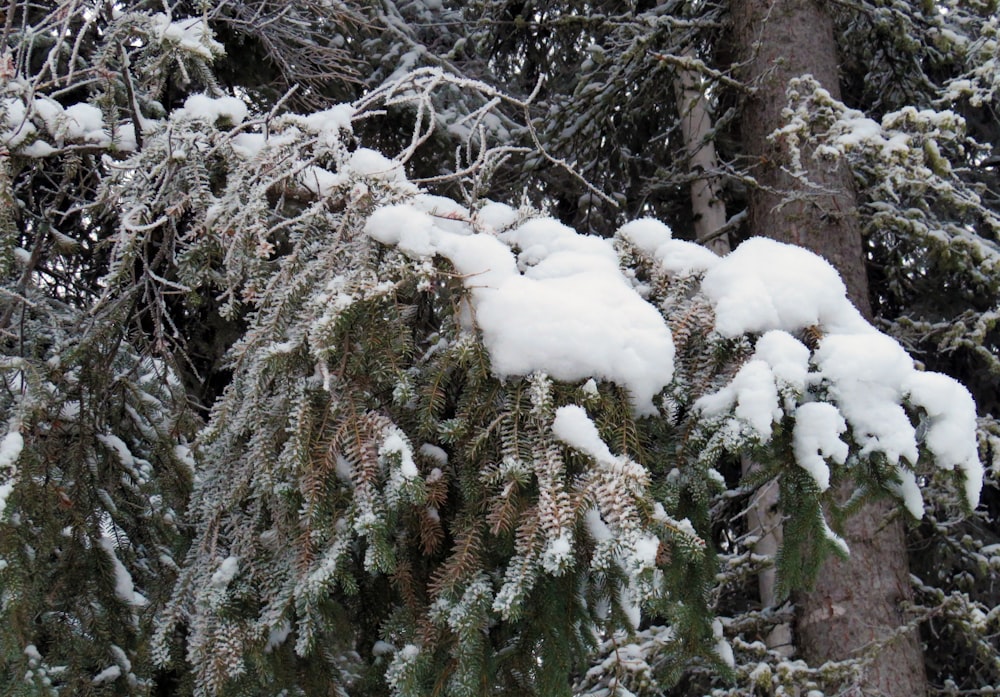 a group of trees covered in snow