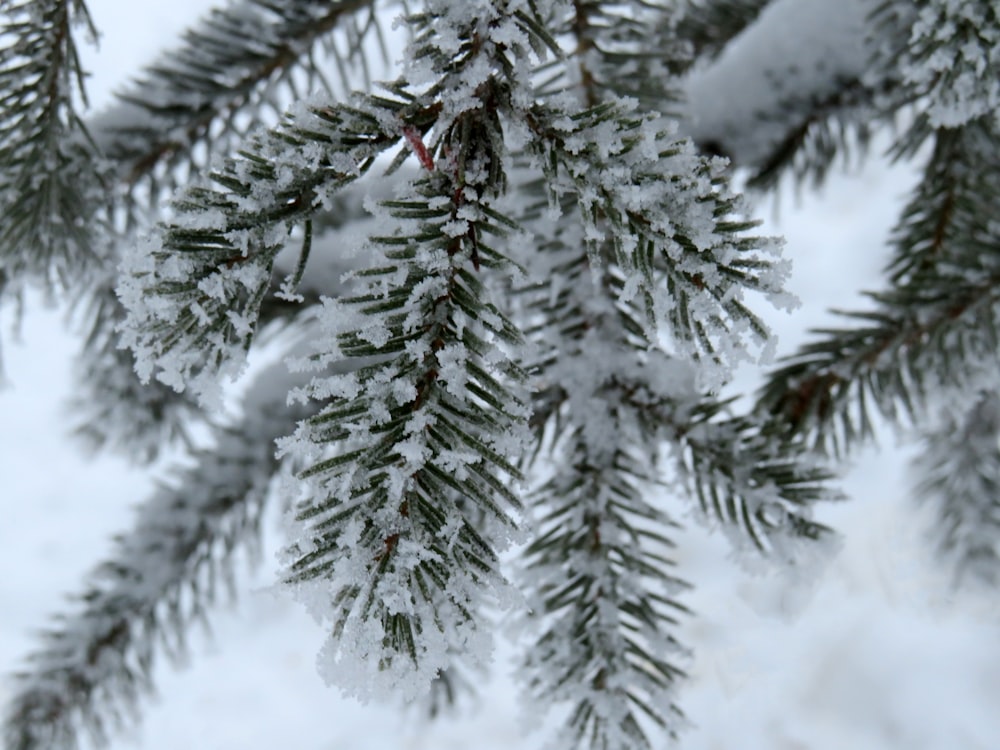 a group of trees covered in snow