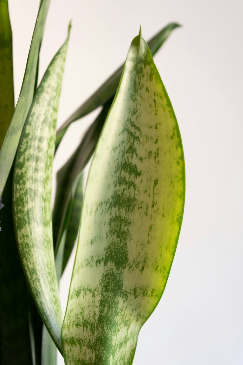 a green plant with a white background