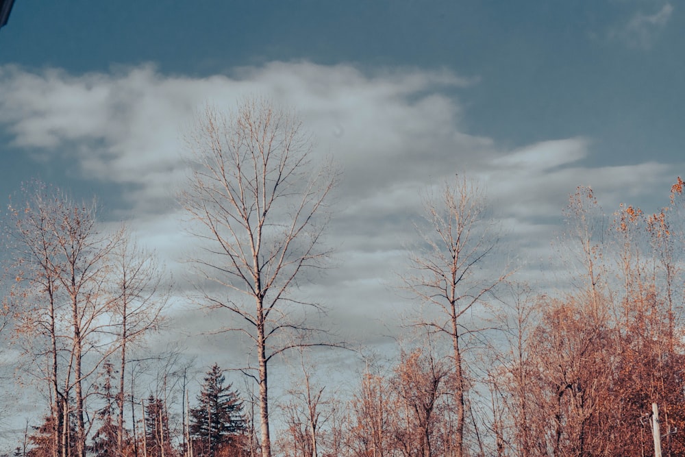 a group of trees with clouds in the background