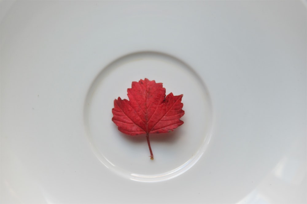 a red leaf on a white plate
